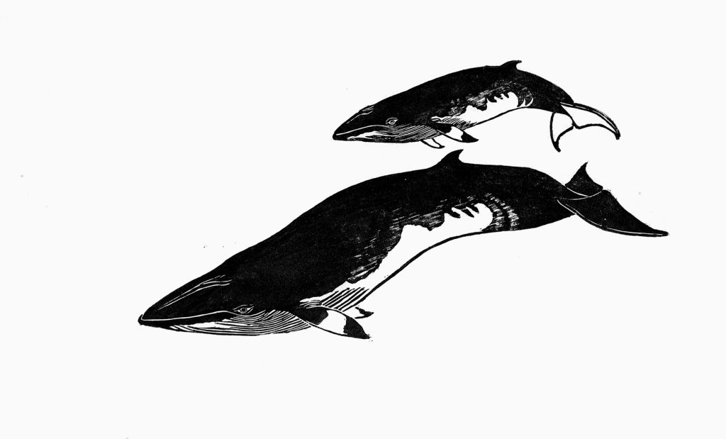 Angela Leite - Xilogravura - Baleia Minke com baleote