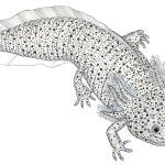 Ambystoma mexicanum Nanquim, 21 x 30cm (VxH) Distribuição: Região Central do México