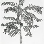 Cedrela fissilis Nanquim, 44,5 x 38cm (VxH)