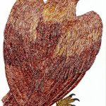 Aquila chrysaetos Nanquim, 26 x 19,5cm (VxH) Distribuição: Hemisfério Norte