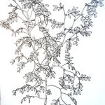 Copaifera langsdorffii Nanquim, 40 x 33,1cm (VxH)