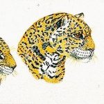 Panthera onca Nanquim, 14 x 40cm (VxH) Distribuição: América do Sul, Central e Sul dos EUA
