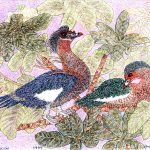 Cairina moschata Lápis-de-cor, 22 x 27,5cm (VxH) Distribuição: Região Norte e central do Brasil
