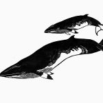 Balaenoptera acutorostrata Xilogravura, 18 x 40cm (VxH) Distribuiçao: Todos os oceanos