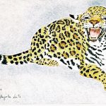 Panthera onca Nanquim e lápis-de-cor, 27,2 x 46,9cm (VxH) Distribuição: América do Sul, Central e Sul dos EUA