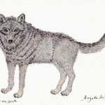 Canis lupus Lápis-de-cor, 20,6 x 26cm (VxH) Distribuição: América do Norte e Europa