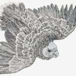 Amazona brasiliensis Nanquim, 21 x 30cm (VxH) Distribuição: Mata Atlântica Litorânea do Sul e Sudeste brasileiro (Paraná e São Paulo)