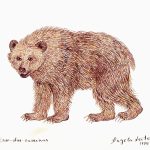 Ursus spelaeus Nanquim, 25 x 36cm (VxH) Distribuição: Extinto (habitavam as montanhas do Leste europeu)