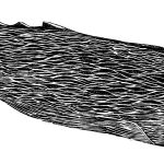 Physeter macrocephalus Xilogravura, 15 x 70cm (VxH) Distribuição: todos os Oceanos e mar Mediterrâneo