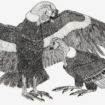 Vultur gryphus Nanquim, 21 x 30cm (VxH) Distribuição: Cordilheira Andina