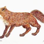 Vulpes vulpes Nanquim, 25,8 x 36,5cm (VxH) Distribuição: América do Norte