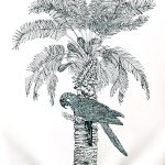 Anodorhyncus leari e Siagrus coronata Nanquim, 47 x 41cm (VxH) Distribuição: Caatinga brasileira