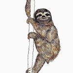 Bradypus tridactylus Nanquim, 25 x 21cm (VxH) Distribuição: Mata Atlânica (América do Sul)