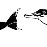 Mesoplodon layardii Xilogravura, 3 matrizes, 30 x 70cm (VxH) Distribuição: Todos os oceanos