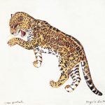 Panthera onca Nanquim, 26 x 29,3cm (VxH) Distribuição: América do Sul, Central e Sul dos EUA