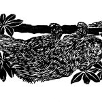Bradypus tridactylus Xilogravura, 10 x 30,5cm (VxH) Distribuição: Mata Atlântica (América do Sul)