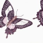 Parides ascanius Lápis-de-cor, 11,4 x 35,2cm (VxH) Distribuição: Endêmica de áreas de Restinga do Rio de Janeiro (BR)