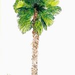 Nanquim, 41 x 28,5cm (VxH) Distribuição: Mata Atlântica de Pinhais (Brasil)