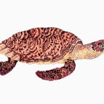 Eretmochelis imbricata Nanquim, 25 x 30cm (VxH) Distribuição: Todos os oceanos (à exceção dos polares)