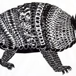 Dasypus novemcinctus Xilogravura, 25 x 47cm (VxH) Distribuiçao: América do Sul, Central e América do Norte (parte Sul)