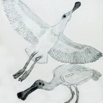 Platalea ajaja Nanquim, 36,6 x 32,6cm (VxH)