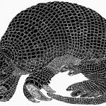 Priodontes giganteus Xilogravura, 40 x 50cm (VxH) Distribuiçao: Cerrado (Brasil)