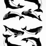 Kogia breviceps e Kogia sima Xilogravura, 27 x 36 cm (VxH) Distribuição: Todos os Oceanos à exceção do Ártico e do Antártico