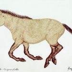 Equus caballus przewalskii Nanquim, 20,5 x 31cm (VxH) Distribuição: Entre as fronteira da Mongólia e Sin-kiang