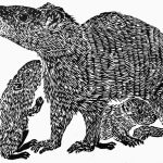 Kerodon rupestris Xilogravura, 16,5 x 22cm (VxH) Distribuição: Caatinga e Cerrado brasileiros