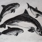 Phocoena sinus Xilogravura, 26 x 37 cm (VxH) Distribuição: endêmica do extremo-norte do Golfo da Califórnia