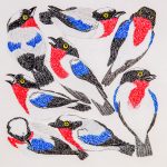 Nemosia rourei Lápis-de-cor, 36 x 30,5 cm (VxH) Distribuição: endêmica de uma região do estado brasileiro do Espírito Santo