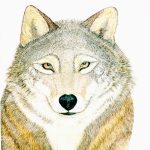 Canis lupus Nanquim, 45 x 39,5cm (VxH) Distribuição: América do Norte e Europa