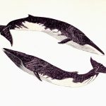 Balaenoptera physalus Nanquim, 30 x 40cm (VxH) Distribuição: Todos os oceanos