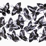 Parides ascanius Xilogravura, 26 x 74cm (VxH) Distribuiçao: Endêmica de áreas de Restinga do Rio de Janeiro (BR)