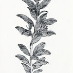 Calophyllum brasiliensis Nanquim, 28 x 14,5cm (VxH)