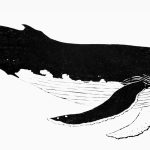 Megaptera novaeangliae Xilogravura, 35 x 111cm (VxH) Distribuição: Todos os oceanos