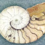 Nautilus sp. Lápis-de-cor, 40 x 50cm (VxH) Distribuição: -