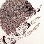 Coendou sp. Nanquim, 20 x 17cm (VxH) Distribuição: Todo o território brasileiro e Norte da Argentina