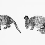 Dasypus Septemcinctus Xilogravura, 12 x 113 cm (VxH) Distribuição: Nordeste e Sudeste do Brasil, e regiões da Bolívia, Paraguai e Argentina.