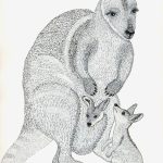 Petrogale xanthopus Nanquim, 30 x 21cm (VxH) Distribuição: Sul da Austrália