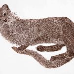 Puma yaguaroundi Xilogravura, 25 x 36 cm (VxH) Distribuição: América do Sul, Central e do Norte (parte Sul)