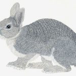 Sylvilagus brasiliensis Nanquim, 21 x 30cm (VxH) Distribuição: Mata Atlântica (América do Sul)