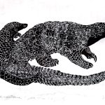 Manis javanica Xilogravura, 17 x 38 cm (VxH) Distribuição: Sudoeste Asiático