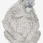 Pongo pygmaeus Nanquim, 30 x 21cm (VxH) Distribuição: Ilhas Sumatra e Bornéo