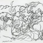 Ipomoea batatas Nanquim, 22,8 x 41,8cm (VxH)