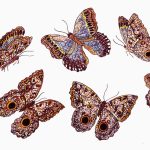 Caligo sp. Nanquim, 17,7 x 36,3cm (VxH)