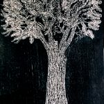Cedrela fissilis Xilogravura, 88 x 48cm (VxH) Distribuiçao: Mata Atlântica (Brasil, Argentina, Bolívia, Paraguai e Peru)