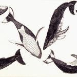 Megaptera novaeangliae Nanquim, 40 x 70cm (VxH) Distribuição: Todos os oceanos