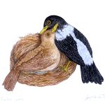 Platycichla flavipes Lápis-de-cor, 22 x 18cm (VxH) Distribuiçao: Paraíba ao Rio Grande do Sul