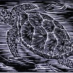 Chelonia mydas Xilogravura, 16,5 x 30cm (VxH) Todos os oceanos (à exceção dos polares)
